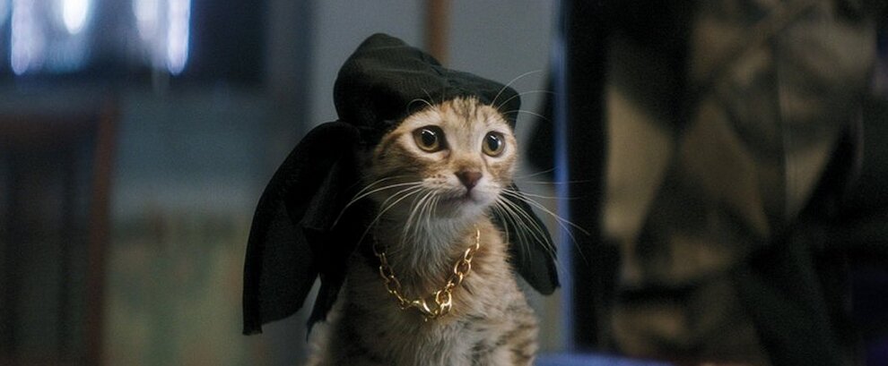 Mais qui est Keanu, le mystérieux chat au chapeau ?